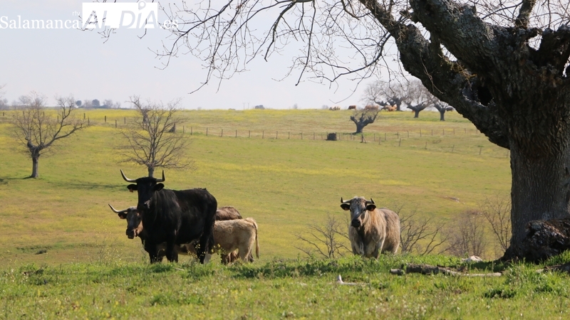 Fuerte subida del cereal en todas las categorías y la alfalfa comienza a cotizar