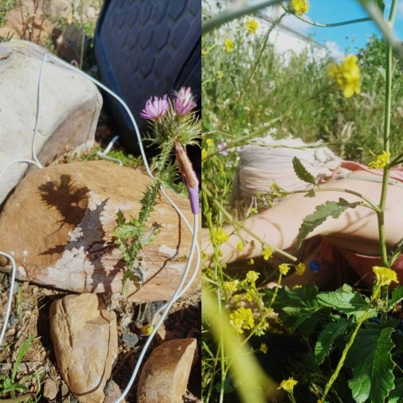 Nueve artistas internacionales intervienen el entorno rural de Sancti Spíritus