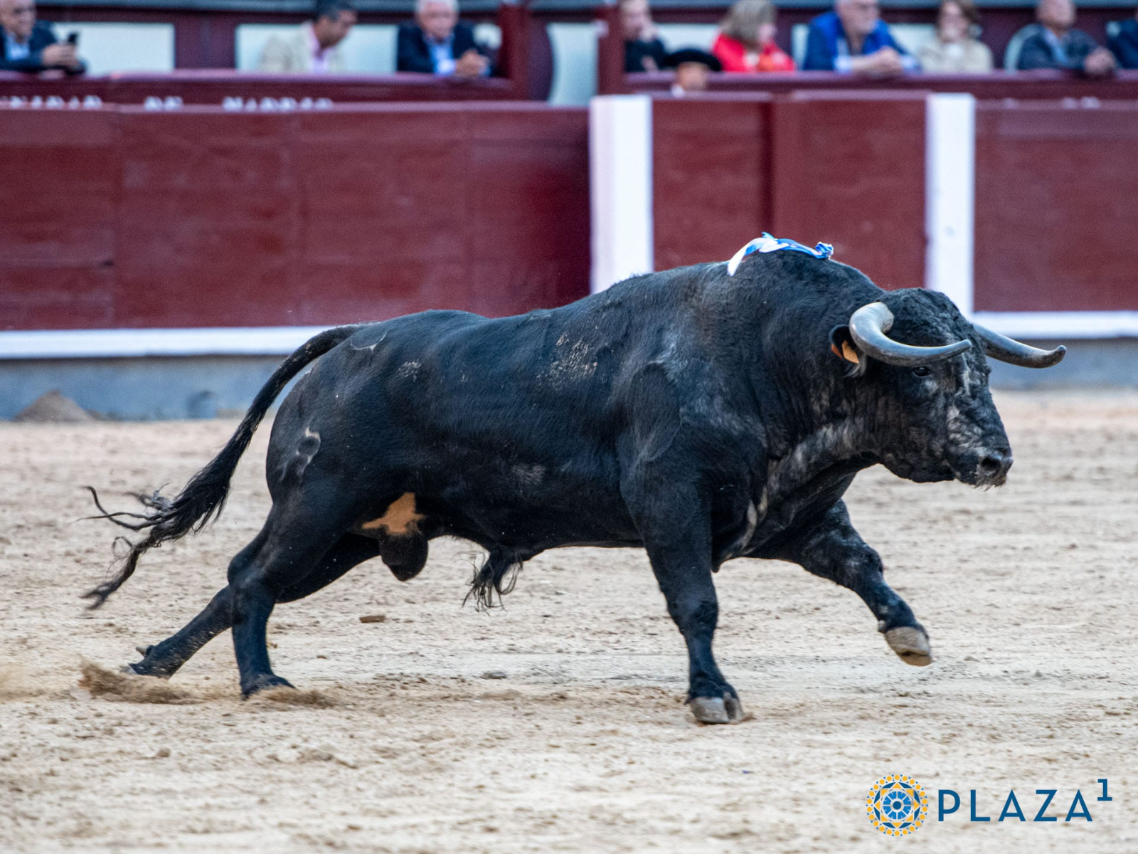 El Capea: Estoy emocionado. La corrida ha sido muy completa