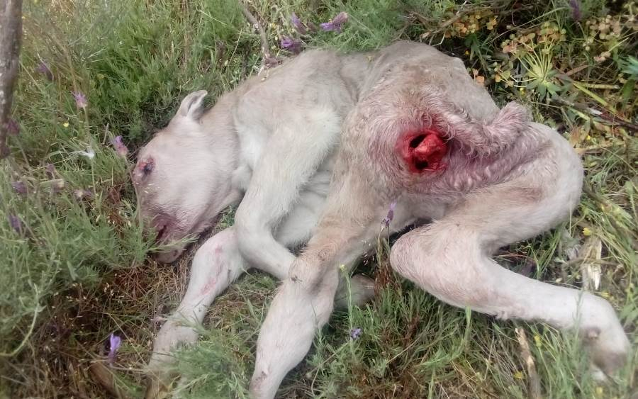 Los buitres matan a un ternero recién parido en Zamarra