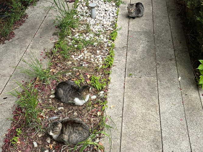 PACMA critica la gestión de las colonias de gatos de Salamanca y el Ayuntamiento asegura que es eficaz