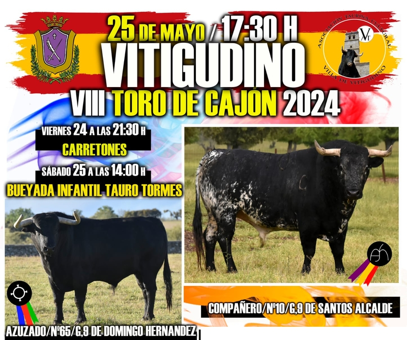 Una vaca de Domingo Hernández completa el cartel del VIII Toro de Cajón en Vitigudino, mientras los niños tendrán una Bueyada infantil