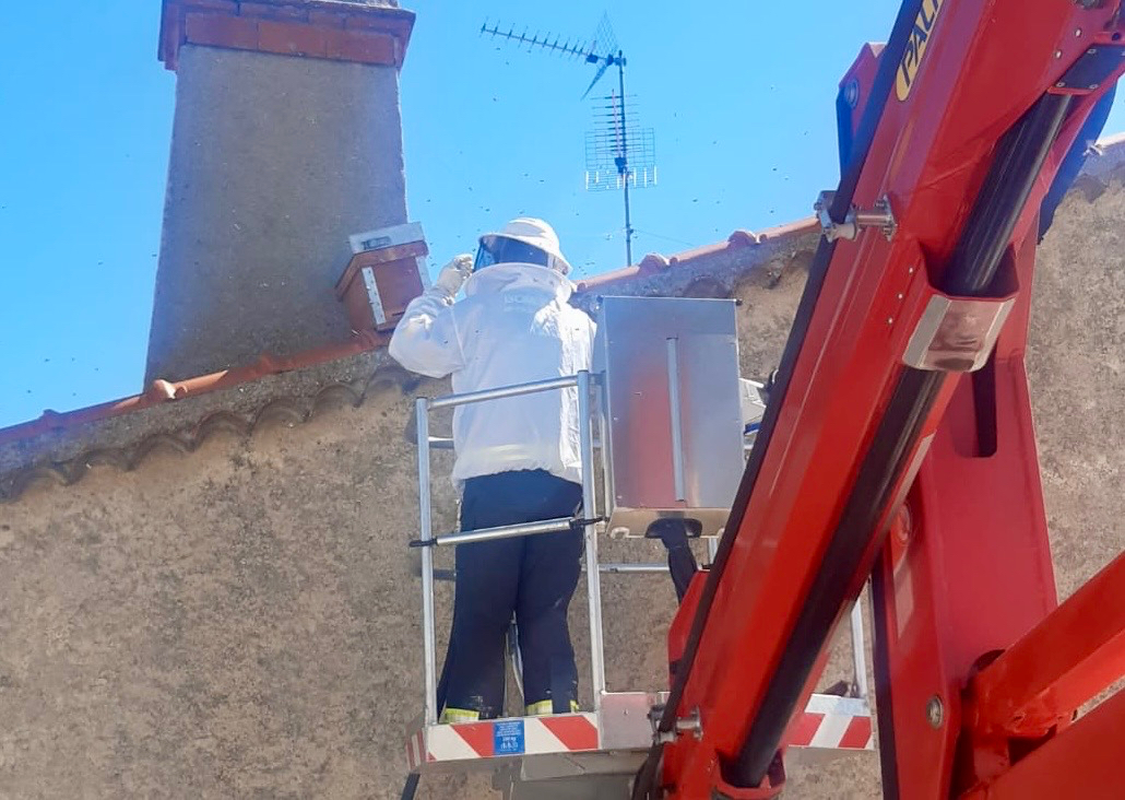 Bomberos de Peñaranda retiran un enjambre de abejas en una vivienda en Garcihernandez