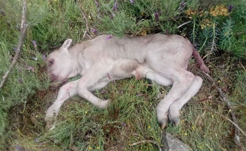 Nuevo ataque de buitres al ganado vivo en Salamanca: Es una auténtica vergüenza lo que tenemos que vivir los ganaderos