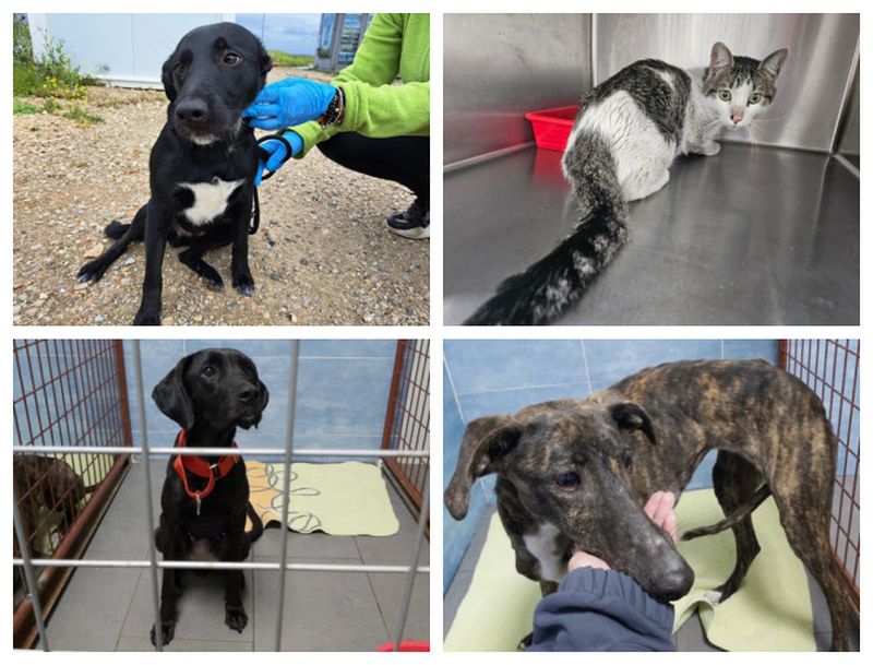 ¿Te animas a adoptar a un amigo?