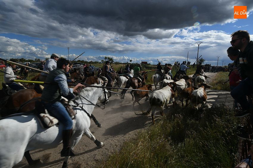 Multitudinario encierro a caballo en Carpio de Azaba para poner fin a San Isidro