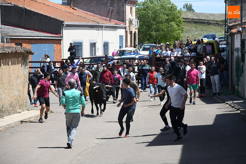 La juventud de El Bodón disfruta de los encierros taurinos con motivo de la festividad de la Santa Cruz
