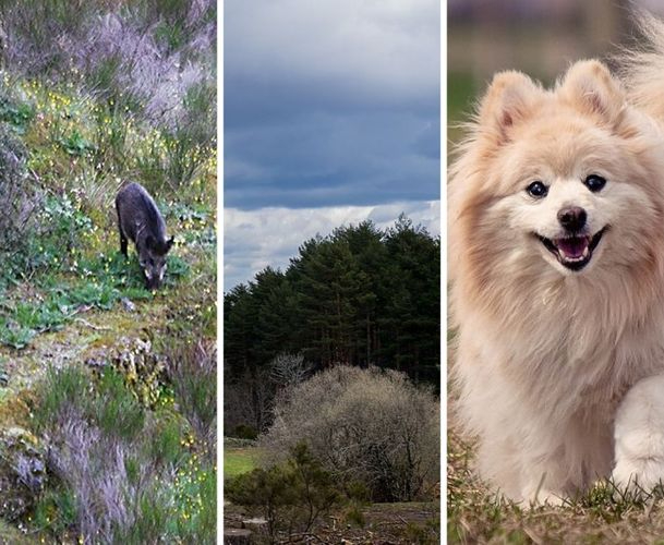Estos son los animales que causan más accidentes en las carreteras salmantinas 