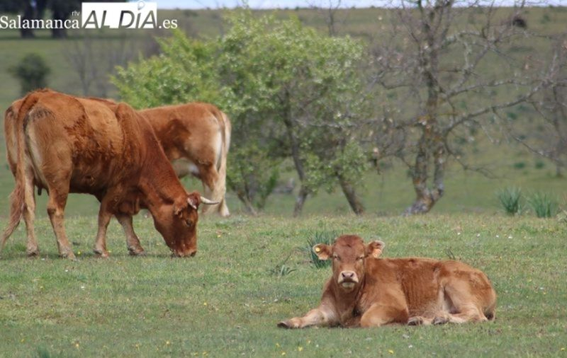 1.550 ganaderos en régimen extensivo se ven obligados a echar el cierre cada año