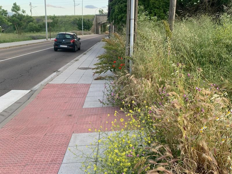 El PSOE denuncia el diferente trato a la maleza entre los distintos barrios de Salamanca