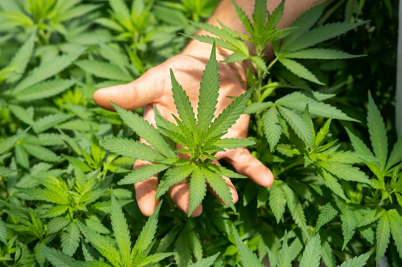 La legalidad del cannabis y CBD en España