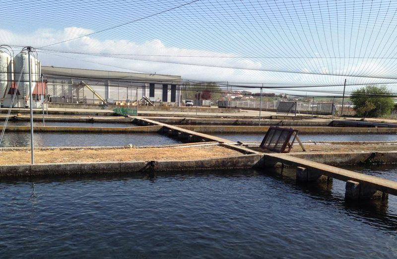 Retiran la denuncia contra Piszolla en Salamanca tras comprometerse al aturdimiento efectivo de peces