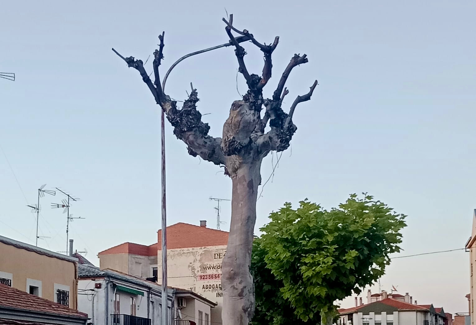 Peñaranda en Común pide una revisión urgente de los árboles del casco urbano