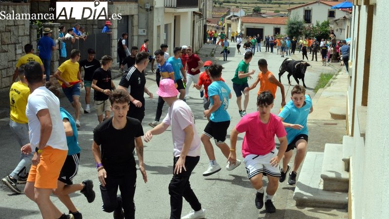 El toro de cajón abre los festejos taurinos de San Juan Bautista en Hinojosa de Duero