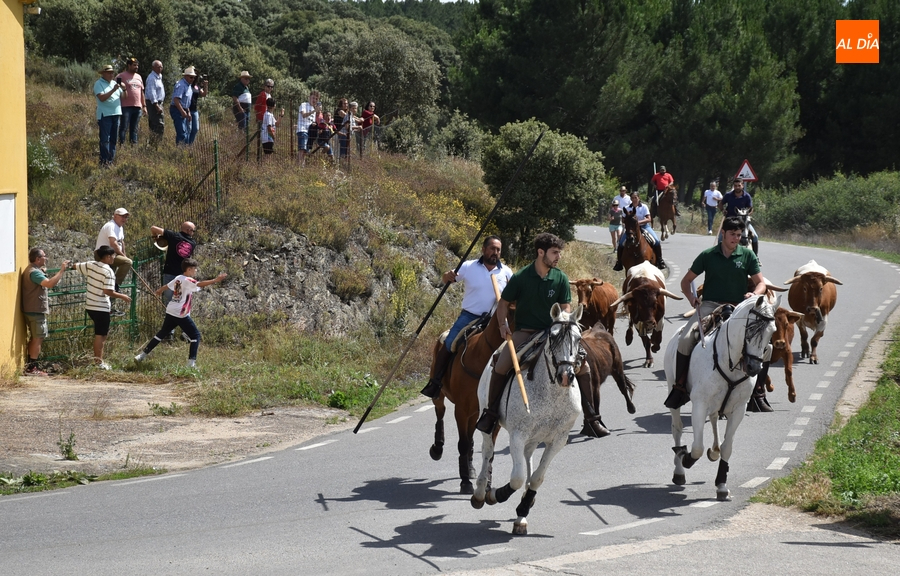 Robleda disfruta de un encierro a caballo puntual, rápido, limpio y compacto