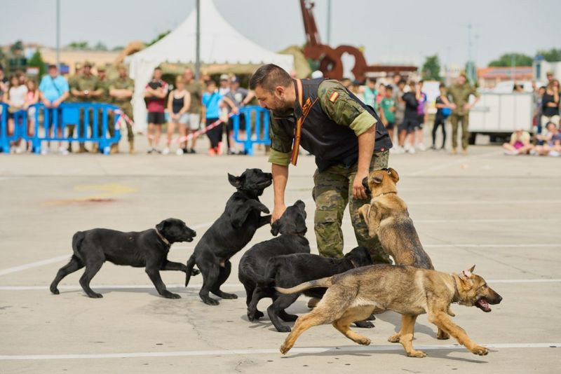 Cerca de 20.000 personas celebran el día de la Fuerzas Armadas en El Tormes