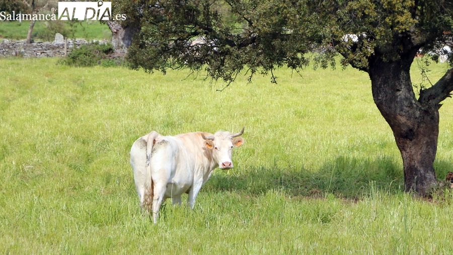 El cereal mantiene la tendencia al alza de los precios mientras baja el precio del vacuno para sacrificio