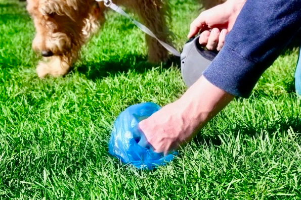 Recoger los excrementos de tu perro es obligatorio y tiene multa: Nueva campaña municipal