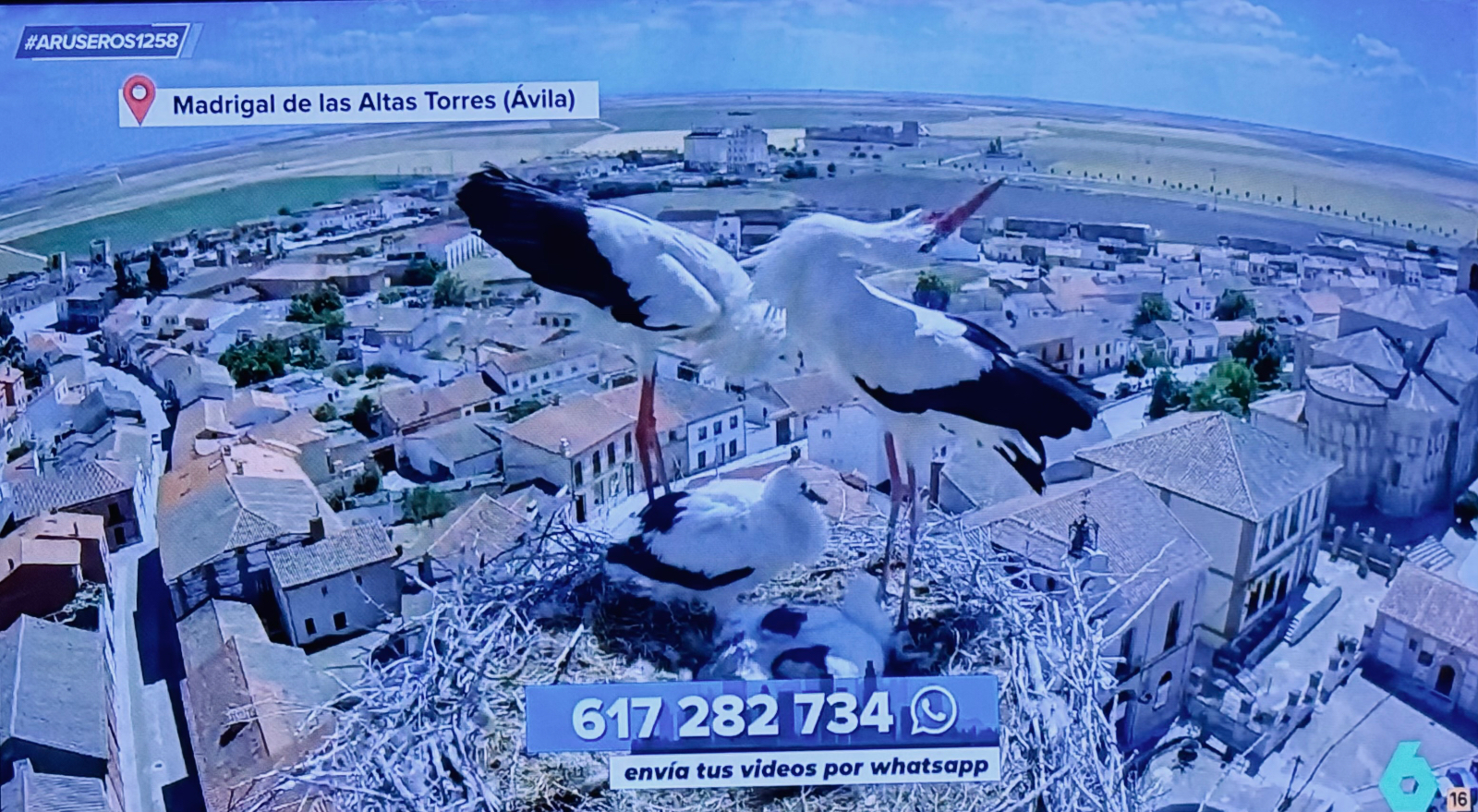 El programa Aruser@s de La Sexta busca nombre para los polluelos de las cigüeñas en Madrigal de las Altas Torres