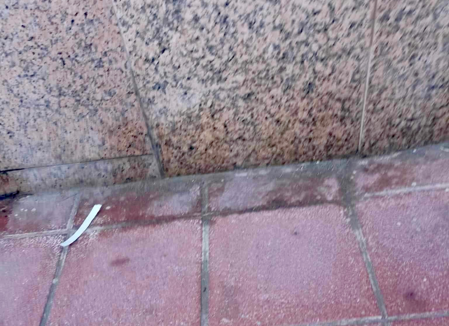 Pedimos civismo y que se limpien las orinas de los perros, son un foco de infecciones y sueciedad