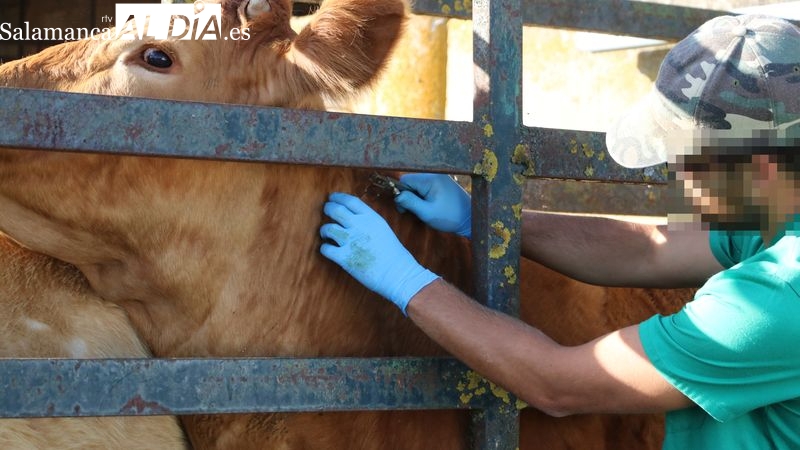 La Asociación 19 de Abril califica como positiva la flexibilización de las medidas contra  la tuberculosis bovina