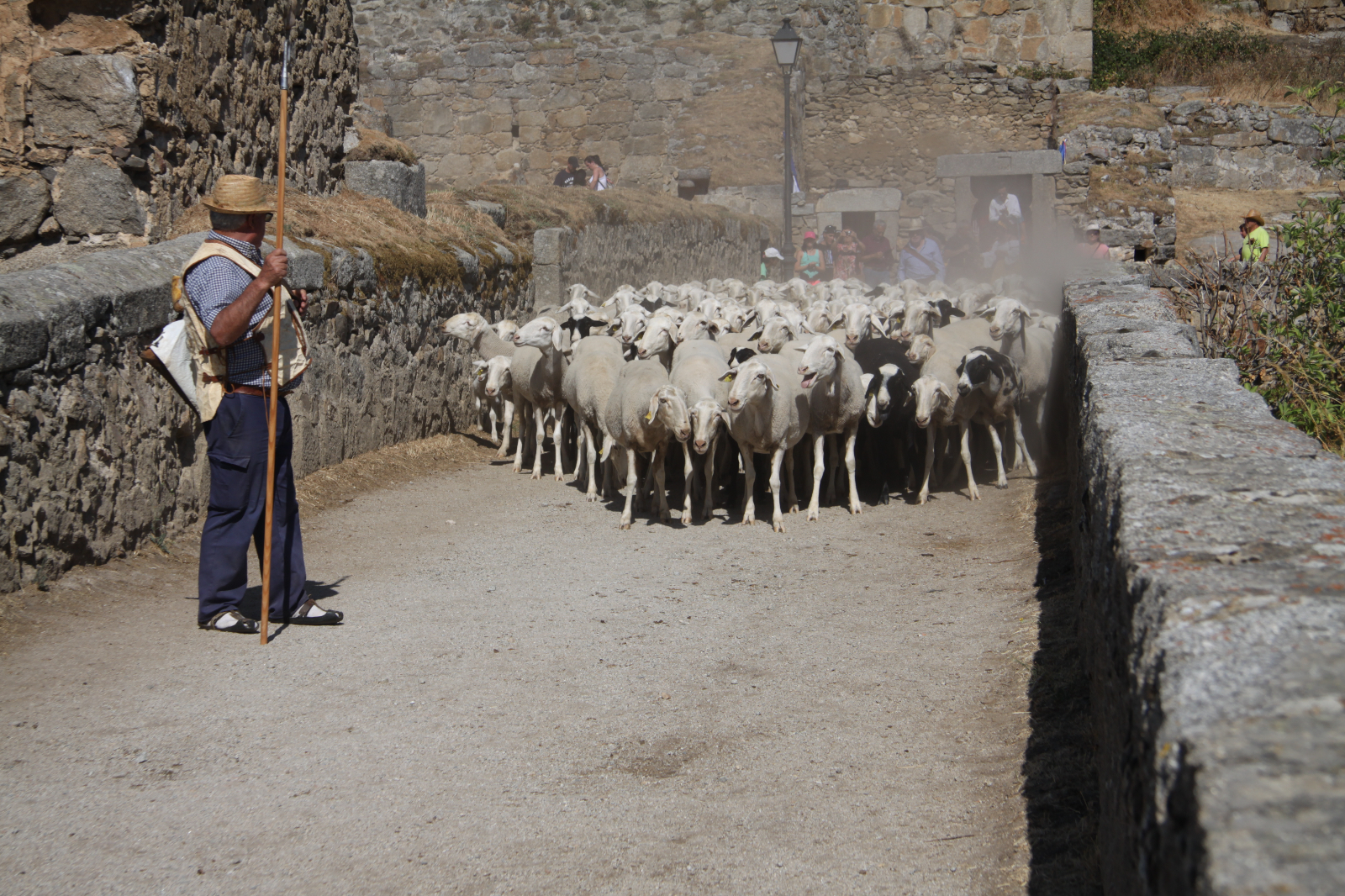 Migraciones pecuarias 
