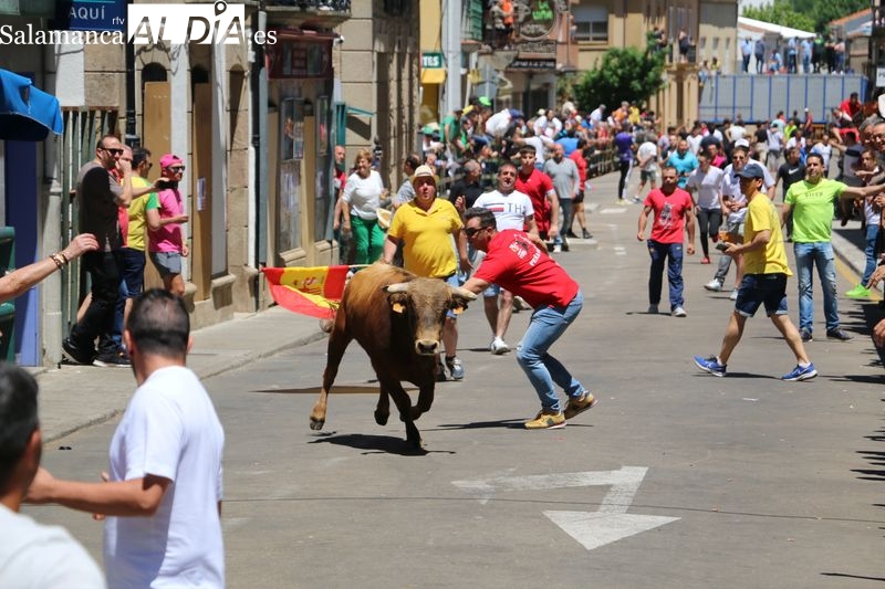 Los novillos de Rollanejo dan la cara en el encierro de Vitigudino