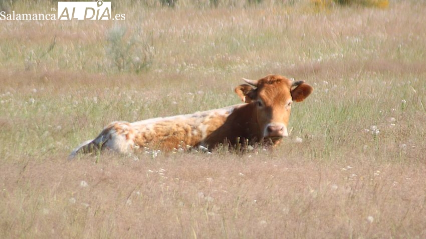 Estrepitosa bajada del cereal en una sesión en la que el vacuno de cebo mantiene la estabilidad