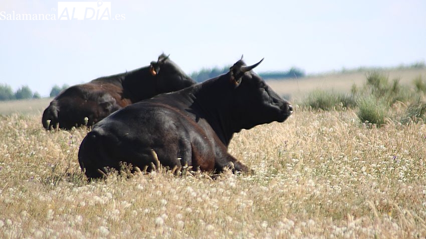 Salud, sostenibilidad y educación: ejes del II Congreso Internacional de Vacuno
