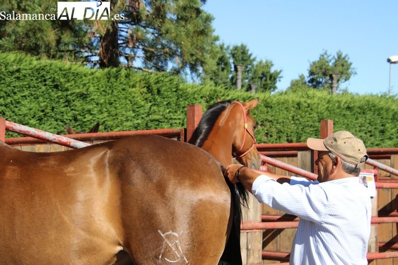 Alba de Tormes celebra con éxito la XIV Feria Ganadera y XII Feria Agroalimentaria, destacando la innovación y calidad en el sector rural