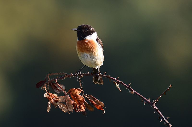 Pequeñas maravillas 