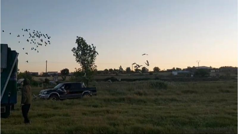 La Real Sociedad Colombófila de Cataluña procede a una nueva suelta de palomas mensajeras en Lumbrales