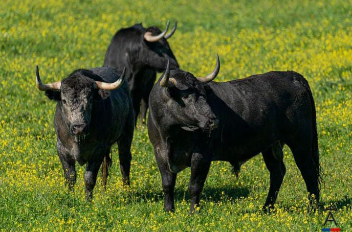 El Capea se anuncia con una corrida de Victorino Martín