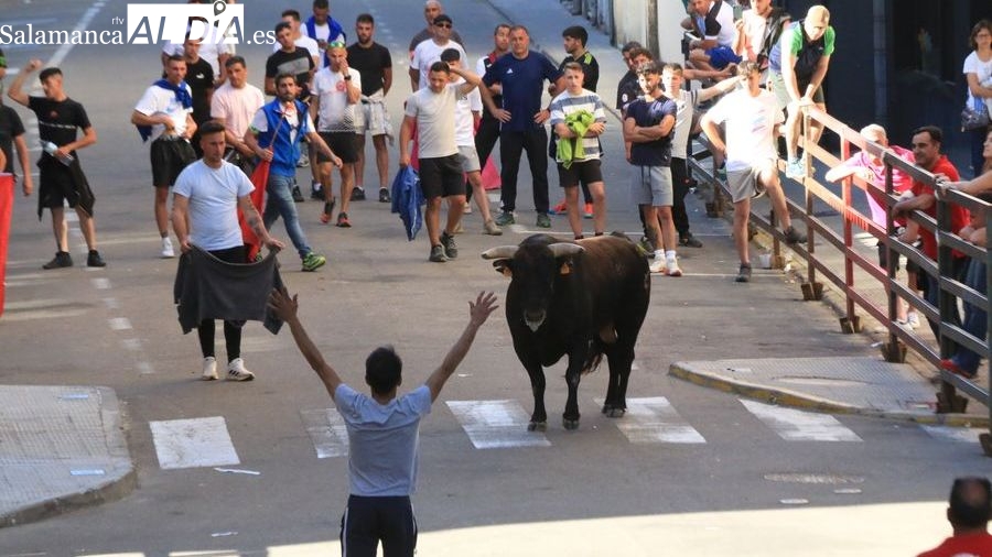 El V Toro Fin de Corpus pone el broche a las fiestas del Santísimo en Vitigudino