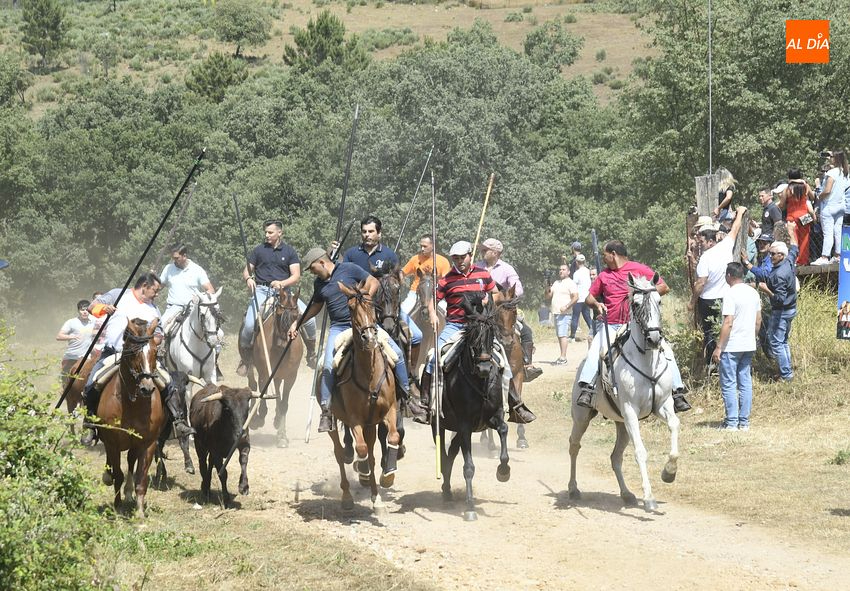 El Payo estrena encierro a caballo con gran afluencia de público
