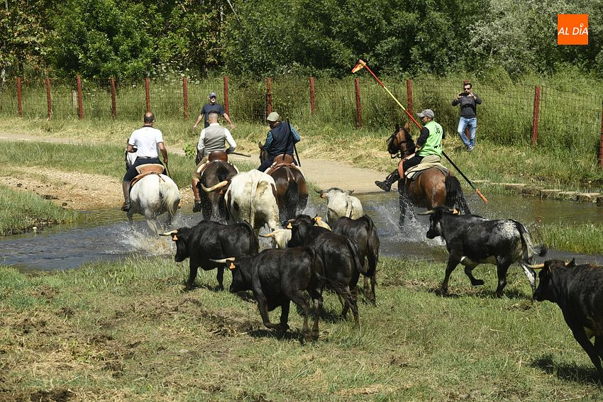 Primer encierro a caballo para comenzar con el plato fuerte festivo del Corpus en Sancti Spíritus