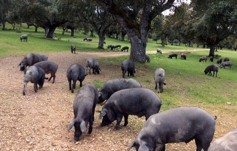 El Gobierno reacciona ante la posición de China de investigar la carne de cerdo