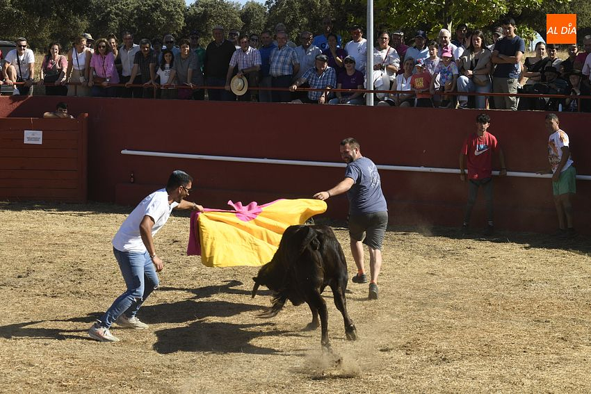 Campillo de Azaba despide San Antonio con una capea el estilo tradicional