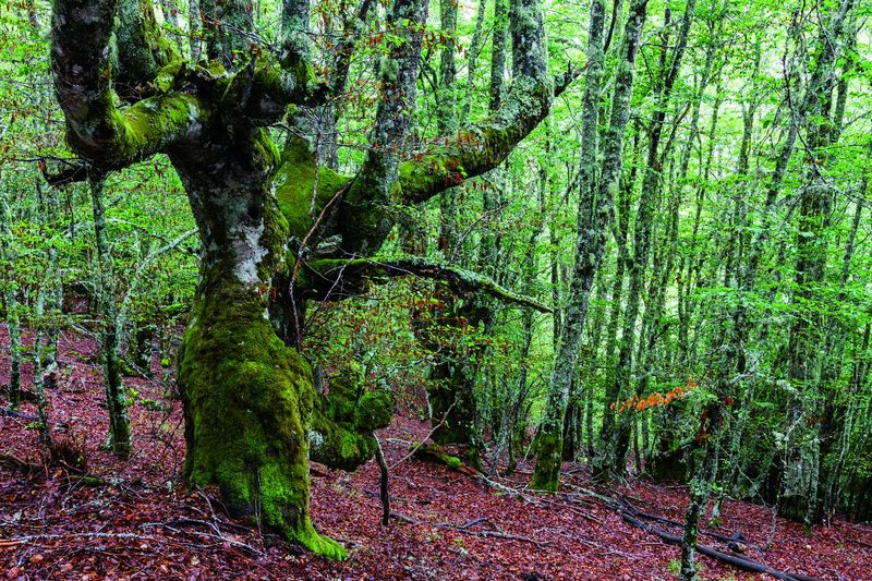 Los tres bosques de hayas en Castilla y León que son Patrimonio Mundial