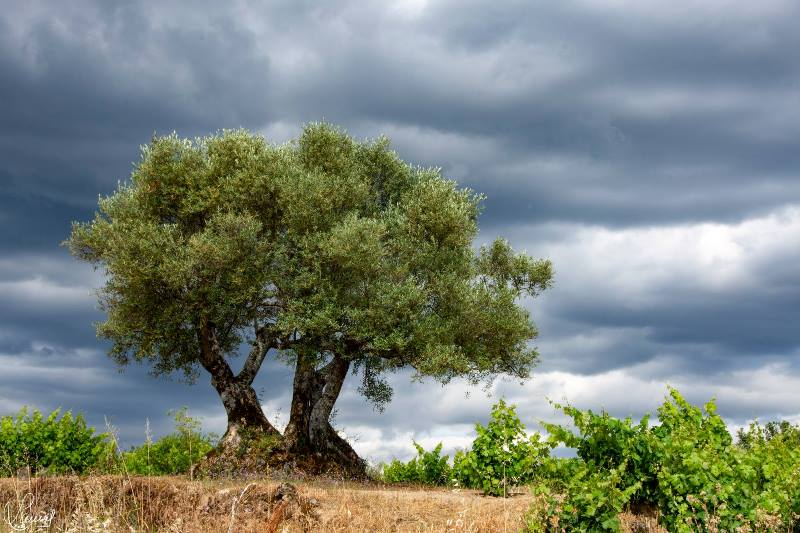 Elegancia centenaria 