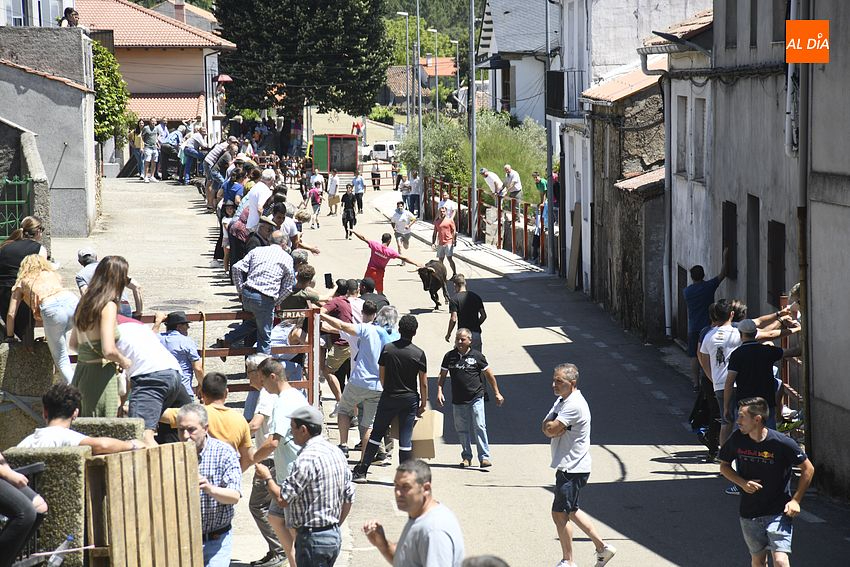 Gran éxito de la 1ª vaca del cajón en el casco urbano de Navasfrías