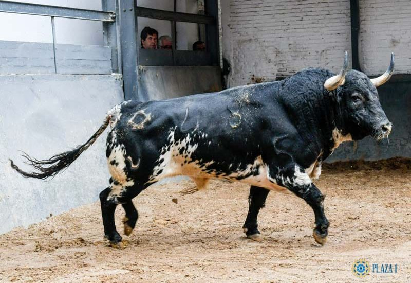 Valdefresno lidiará en Las Ventas el 23 de junio