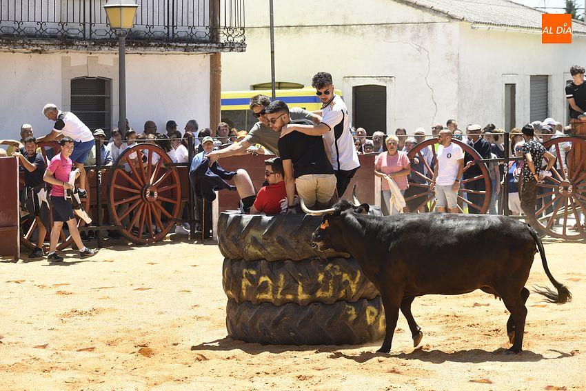 Divertida mañana con el encierro de vaquillas en Martín de Yeltes