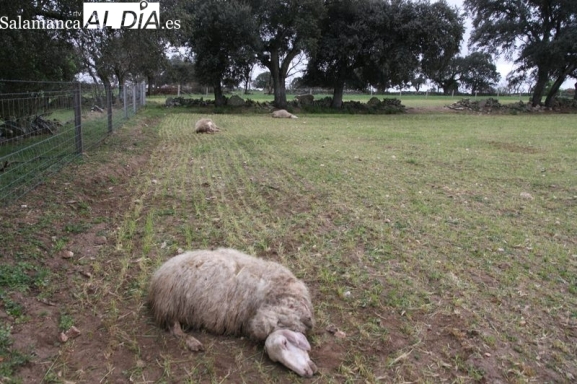 Seis ovejas muertas y varias desaparecidas en nuevos ataques de lobo en la provincia