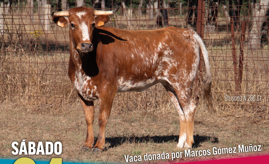 El joven Marcos Gómez dona una vaca a las fiestas de Tenebrón para reivindicar el papel de los pueblos