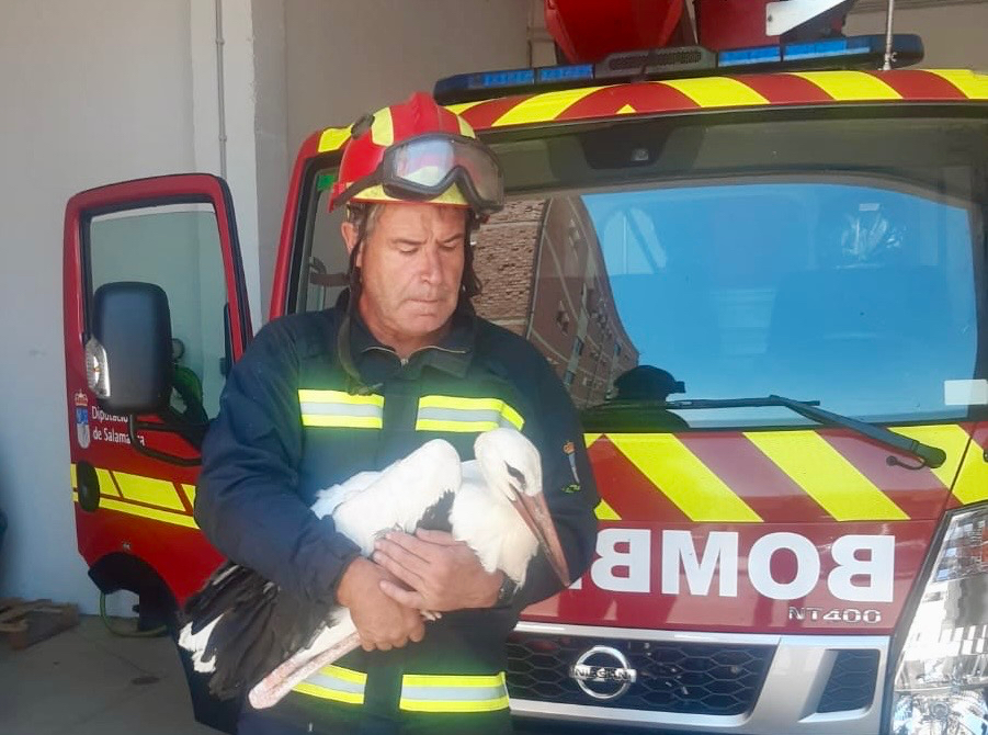 Bomberos de Peñaranda rescatan a una cigüeña atrapada en Gajates