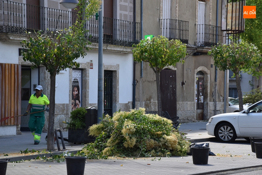Podados por petición vecinal varios árboles de la calle Laguna