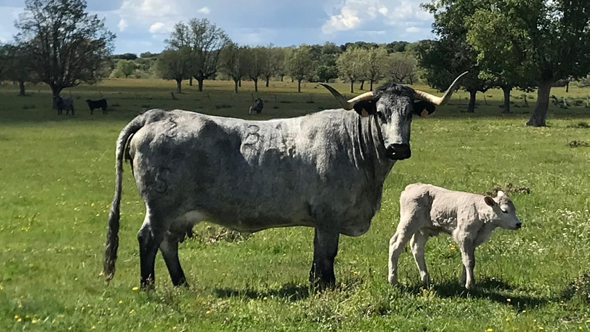 Dehesa Grande incrementa más del 10 por ciento su facturación en 2023