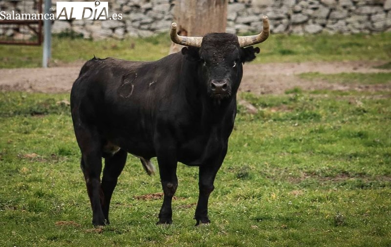 Visitas gratuitas a ganaderías bravas de la Dehesa salmantina