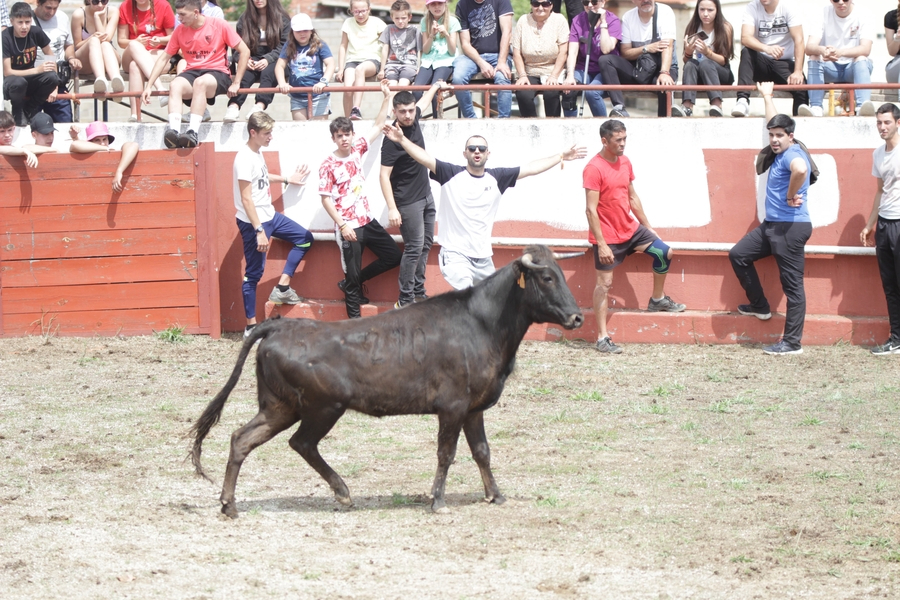Un encierro gracias a ‘La Peña quiere Leña’, entre las nuevas actividades anunciadas por Campillo